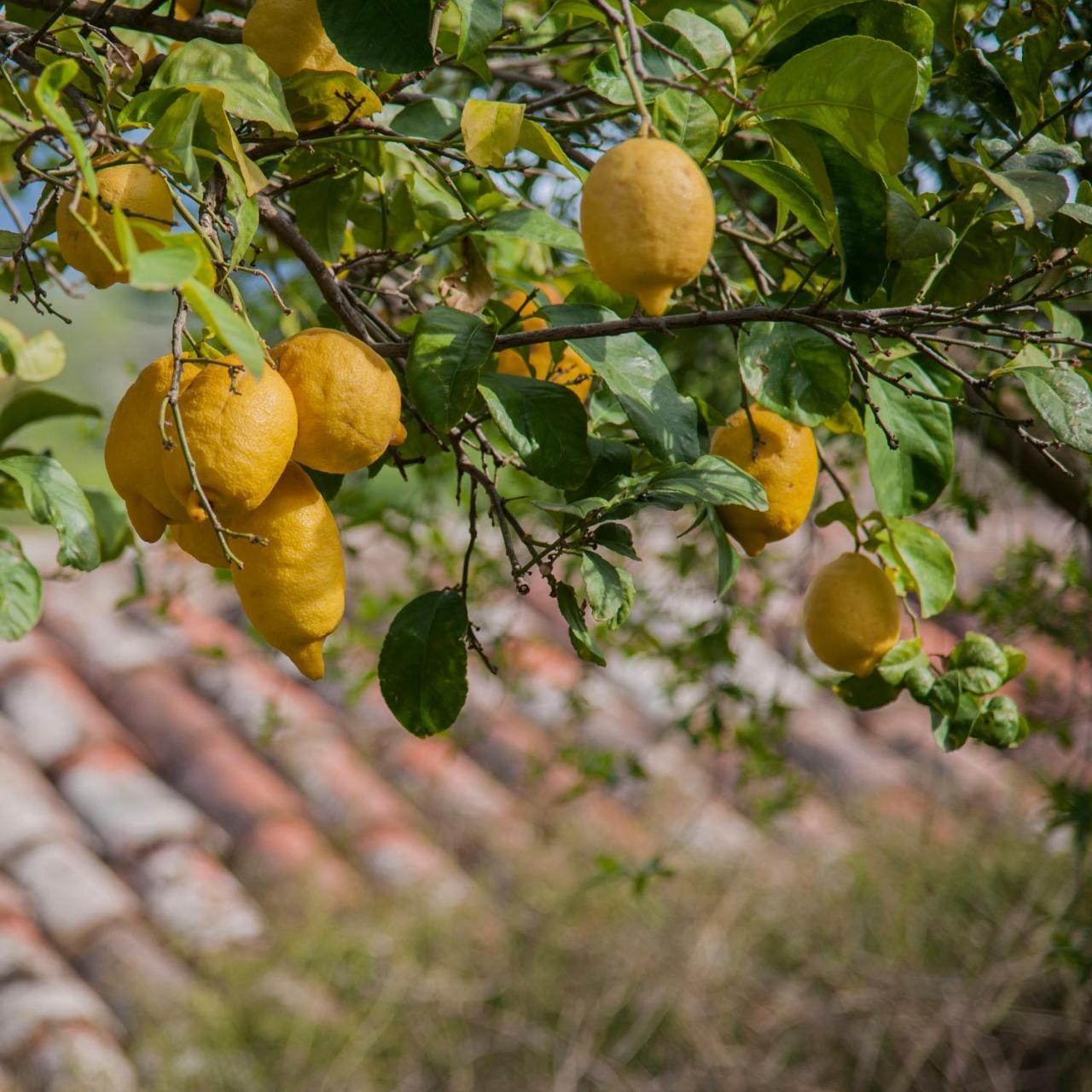 Alloggio per agriturismo Azienda Agrituristica Bergi Castelbuono (Sicily)