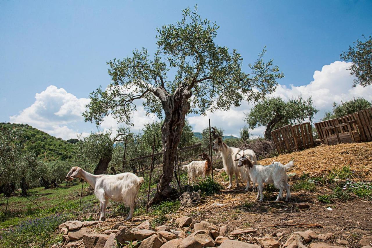 Azienda Agrituristica Bergi